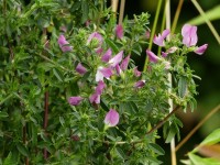 Hauhechel - Ononis spinosa Hauhechel - Ononis spinosa