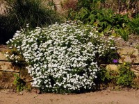 Schleifenblume - Iberis sempervirens ‘Findel’ Schleifenblume - Iberis sempervirens ‘Findel’