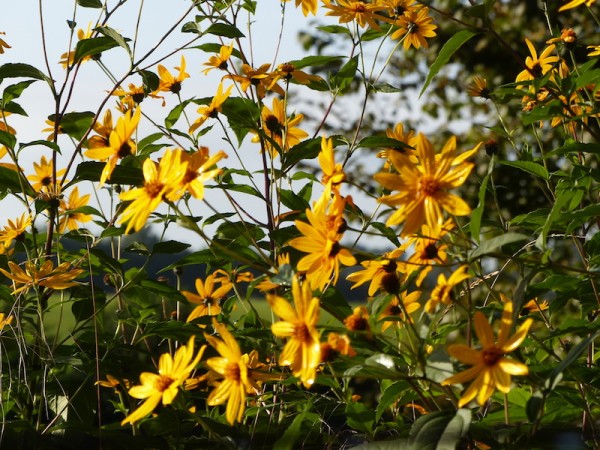 Kleine Sonnenblume - Helianthus occidentalis