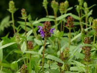 Prunella grandiflora Prunella grandiflora