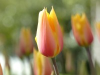 Tulpe Blushing Lady
