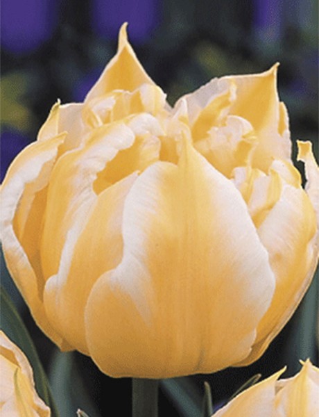 Tulpe Monte Sweet