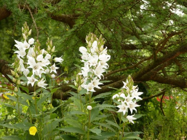 Wald-Glockenblume - Campanula latifolia var. macrantha ‘Alba’