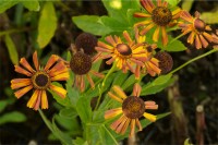 Sonnenbraut 'Loysder Wieck' Sonnenbraut 'Loysder Wieck'