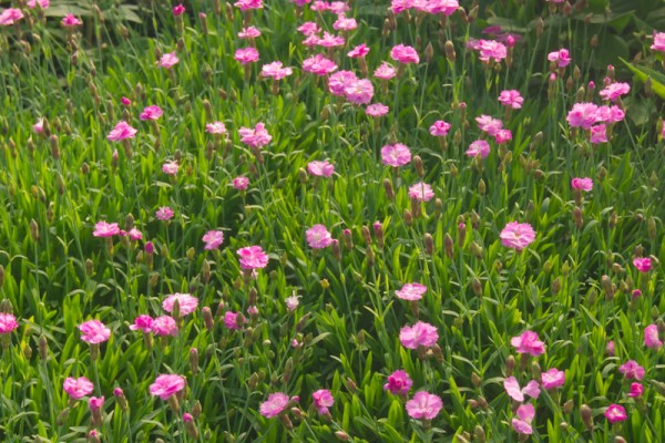 Pfingst-Nelke - Dianthus gratianopolitanus ‘Pink Jewel’