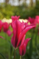 Tulpe Doll's Minuet