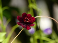 Schokoladenblume - Cosmos atrosanguineus Schokoladenblume - Cosmos atrosanguineus