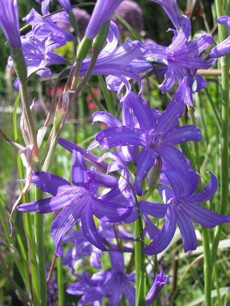 Triteleya 'Koningin Fabiola'