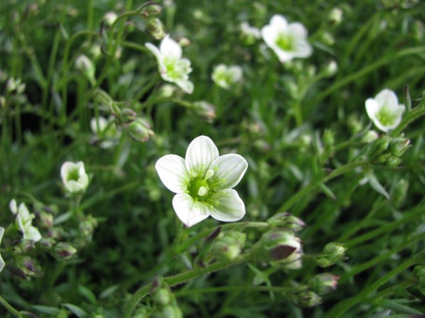 Moos-Steinbrech - Saxifraga Arendsii-Hybr.´Schneezwerg`