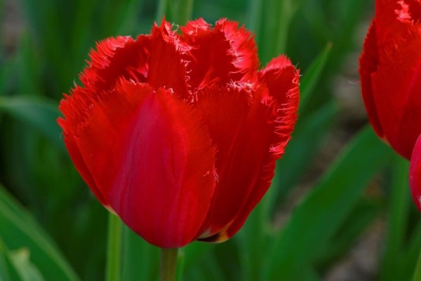 Tulpe 'Masterpeace' - BIO