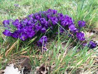 Crocus vernus Flower Record Crocus vernus Flower Record