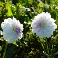 Dahlie Wittem Dahlie Wittem