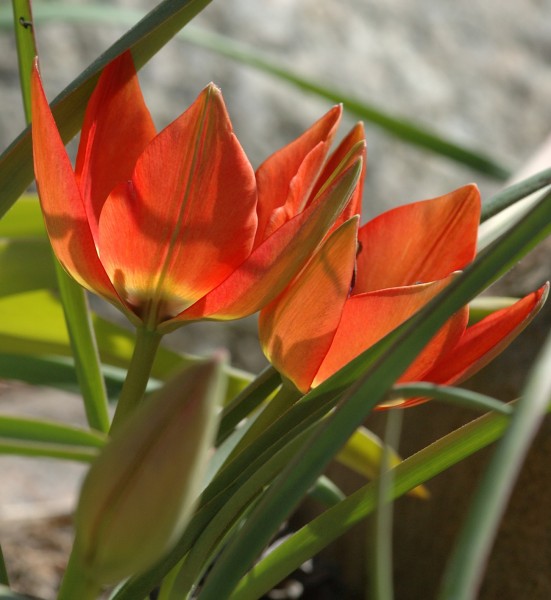 Tulpe Hageri Splendens