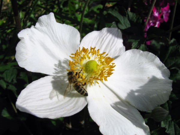 Herbst-Anemone - Anemone japonica ‘Honorine Jobert‘
