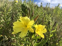 Oenothera biennis Oenothera biennis