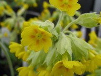 Echte Schlüsselblume – Primula veris Echte Schlüsselblume – Primula veris