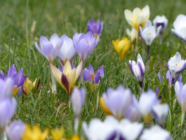 Crocus chrysanthus 'Herald'
