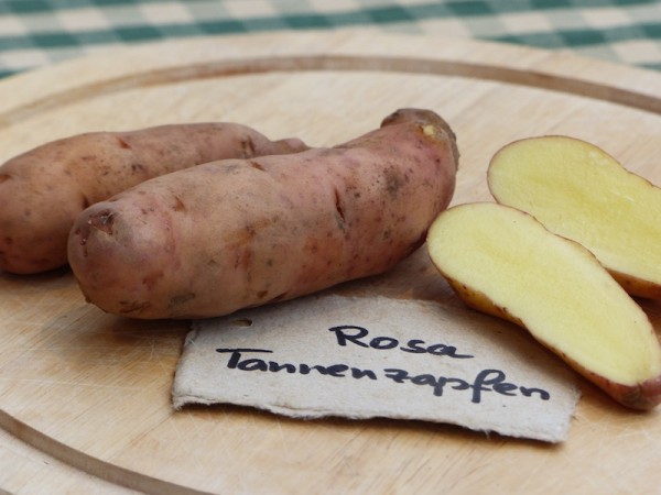 Rosa Tannenzapfen