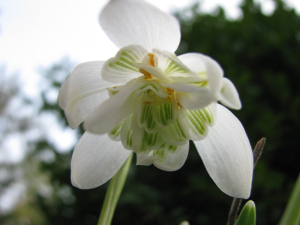 Galanthus 'Flore Pleno' 10 Stück