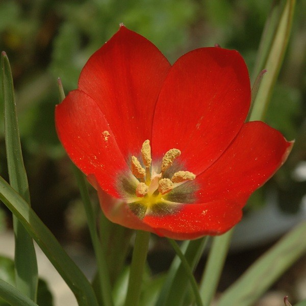 Tulpe Red Jewel
