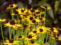 Sonnenhut - Rudbeckia fulgida ´Little Goldstar` Sonnenhut - Rudbeckia fulgida ´Little Goldstar`