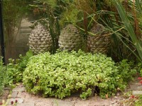 Teppich-Fettblatt - Sedum spurium ´Album Superbum´ Teppich-Fettblatt - Sedum spurium ´Album Superbum´