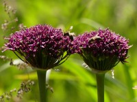 Allium 'Miami' wird von Insekten geliebt!