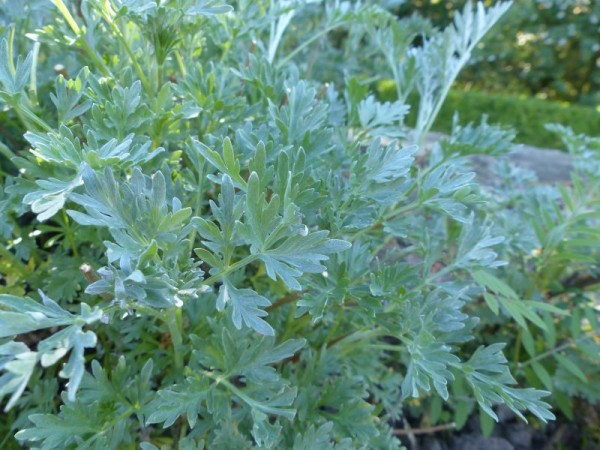 Echte Wermut - Artemisia absinthium