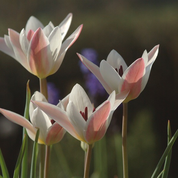 Tulpe Clusiana