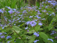 Kaukasus-Vergißmeinnicht - Brunnera macrophylla Kaukasus-Vergißmeinnicht - Brunnera macrophylla