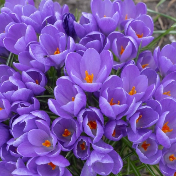 Krokus 'Aqua' - BIO