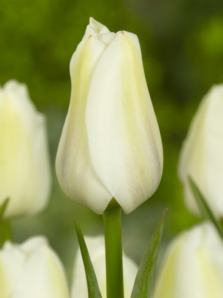 Tulpe Darwisnow