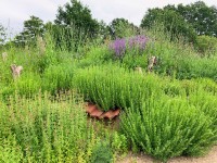 Apotheker-Ysop - Hyssopus officinalis Apotheker-Ysop - Hyssopus officinalis