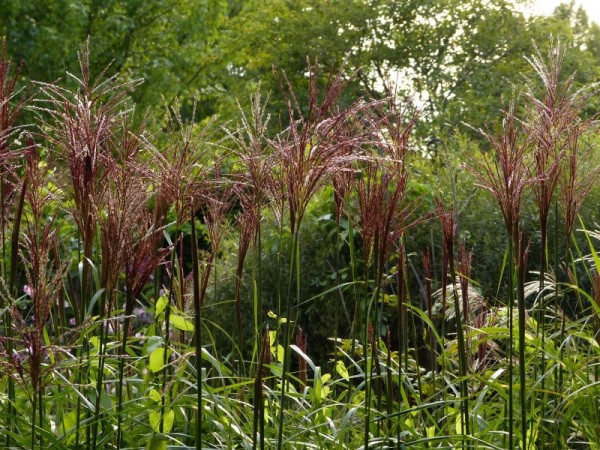 Chinaschilf - Miscanthus sinensis ‘Ferner Osten’