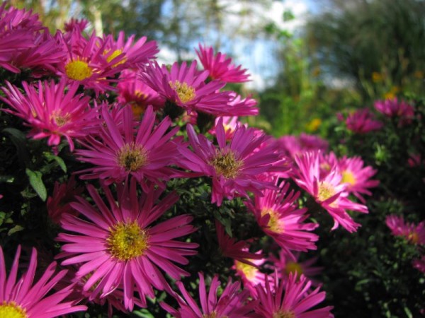 Kissenaster - Aster dumosus ´Starlight´