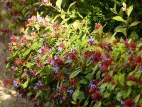Stauden-Bleiwurz - Ceratostigma plumbaginoides Stauden-Bleiwurz - Ceratostigma plumbaginoides