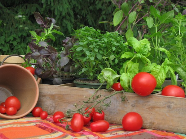 tomaten-basilikum