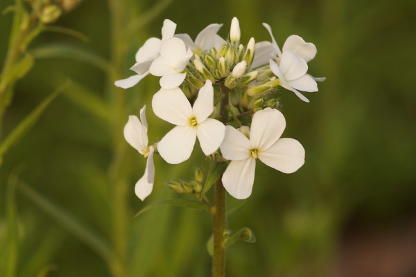 Weiße Nachtviole - Hesperis matronalis ‘Alba’