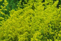 Eine gelbe Wolke: Das echte Labkraut Eine gelbe Wolke: Das echte Labkraut