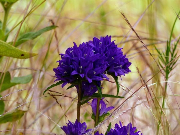 Knäuel-Glockenblume - Campanula glomerata ‘Dahurica’