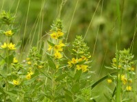 Goldfelberich - Lysimachia punctata Goldfelberich - Lysimachia punctata