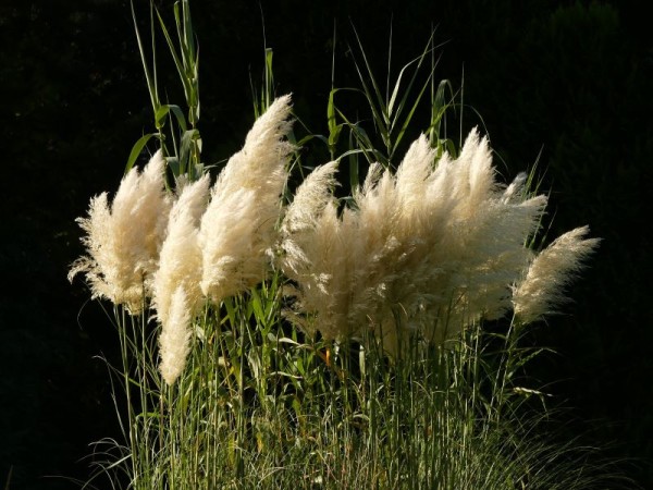 Pampasgras - Cortaderia selloana