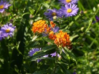 Knollige Seidenpflanze - Asclepias tuberosa Knollige Seidenpflanze - Asclepias tuberosa