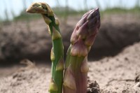 Spargel Spargel