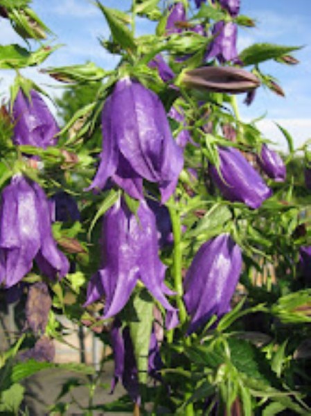 Gepunktete Glockenblume - Campanula punctata ‘Sarastro’