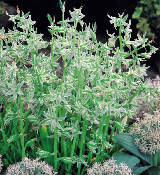Ornithogalum nutans 25 Stück