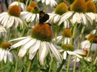weißer Purpursonnenhut - Echinacea purpurea ‘Alba’ weißer Purpursonnenhut - Echinacea purpurea ‘Alba’