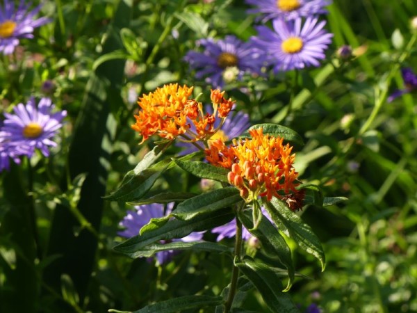 Knollige Seidenpflanze - Asclepias tuberosa