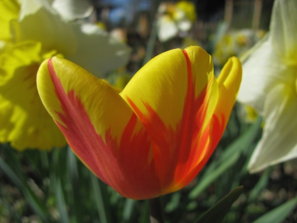 Tulpe Burning Heart