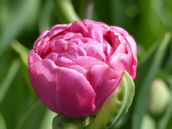 Tulpe Amazing Grace